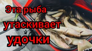 Эта рыба утаскивает удочки. Рыбалка на НАВАГУ. Первый лёд2025г.