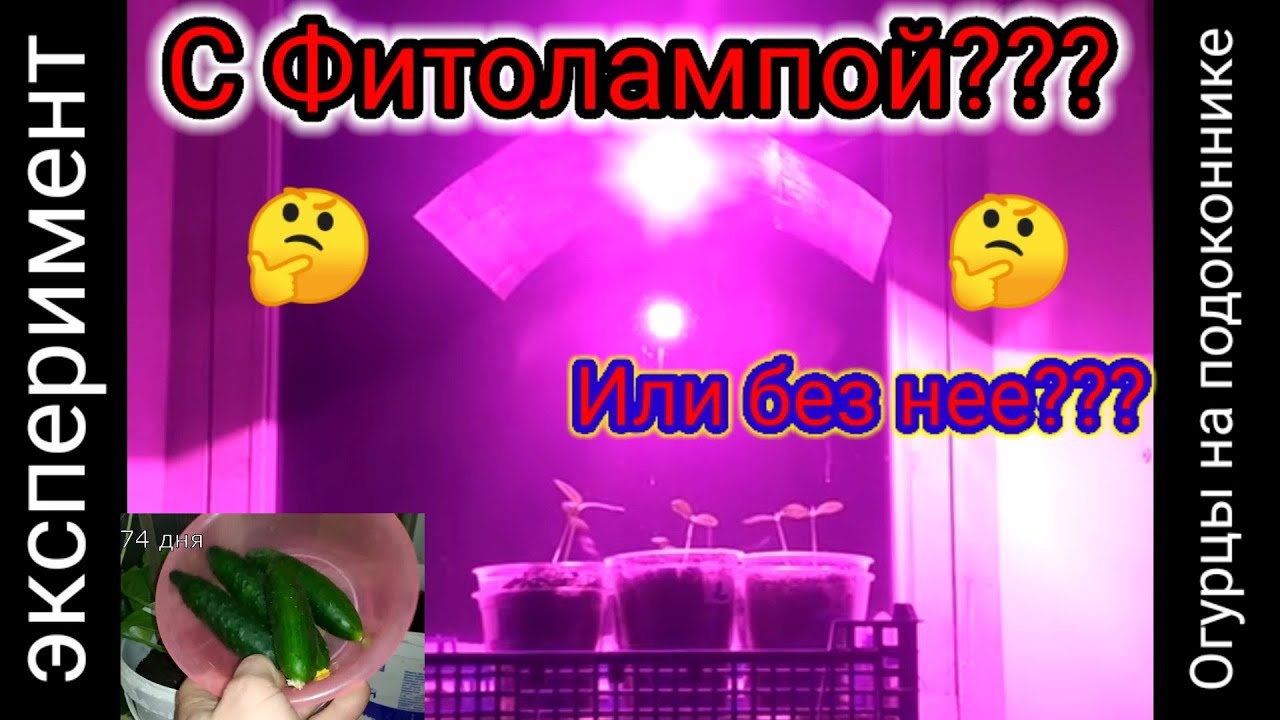 🔥ФИТОЛАМПА🔥 для растений.А работает ли она??? смотреть онлайн