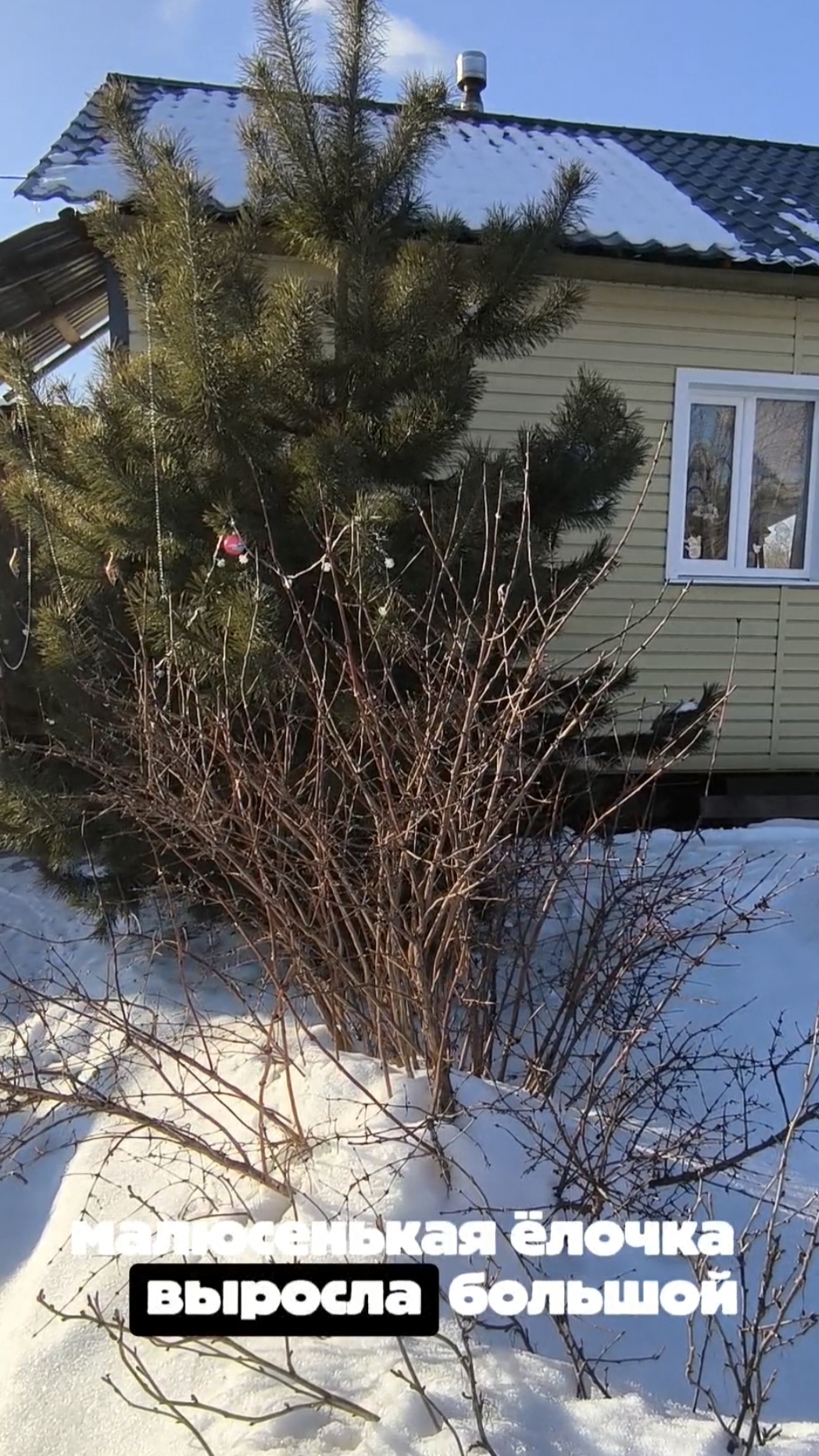 Малюсенькая елочка смотреть онлайн