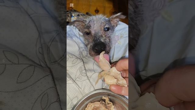 Снежок радует своим зверским аппетитом тьфу тьфу смотреть онлайн