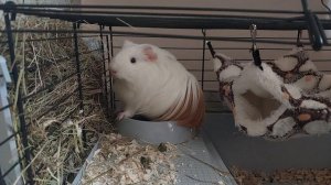 RUTUBE - смотреть видео онлайн, бесплатно