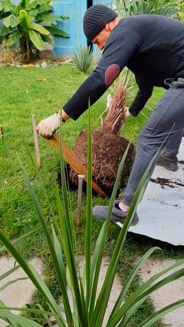 Новая пальма в саду смотреть онлайн