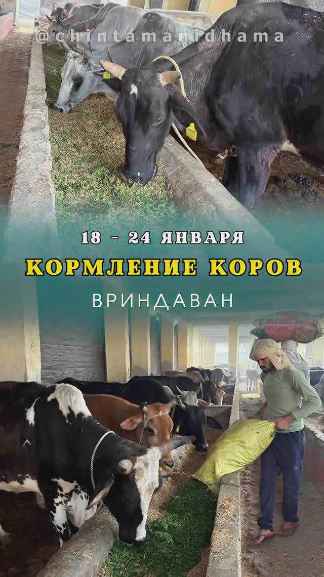 18 - 24 января. Видеоотчет о кормлении коров смотреть онлайн