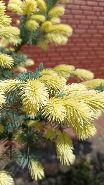 Ель колючая Белобок ( Picea pungens Bialobok ) смотреть онлайн