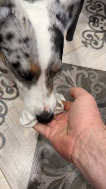 Добби свободен смотреть онлайн