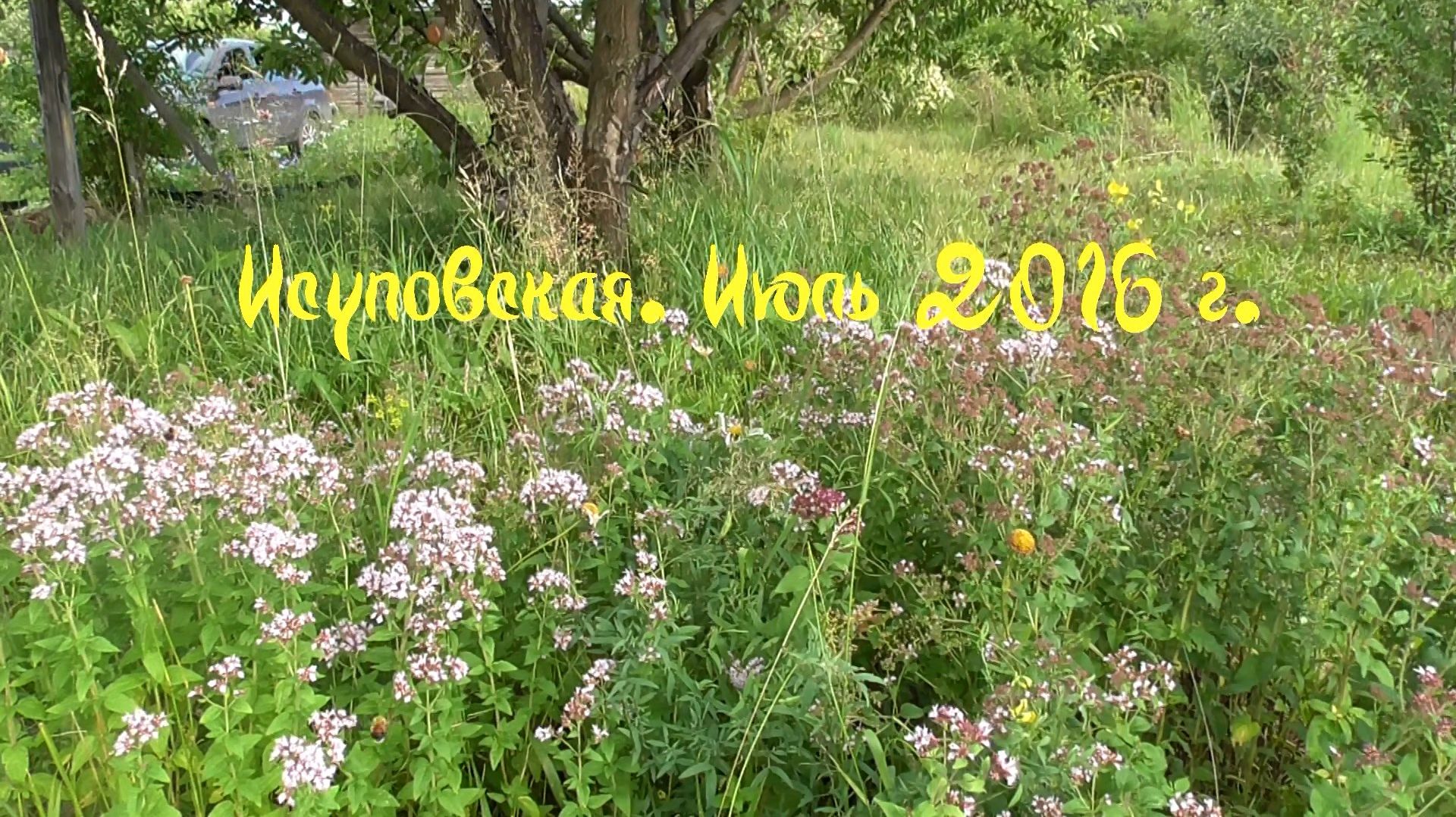 Исуповская. Июль 2016 г.