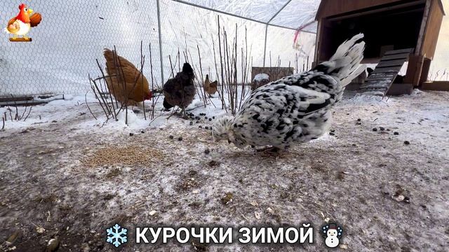 Куры зимой очень счастливы 🤗❄️⛄ (21) смотреть онлайн
