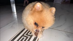 Праздник у меня, а лакомства всем.