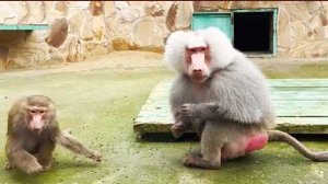 Запахло лучком - в ДОМ3 всё пучком! Не завести ли Джульетте гарем? Гамадрилы жуют, макаки орут!