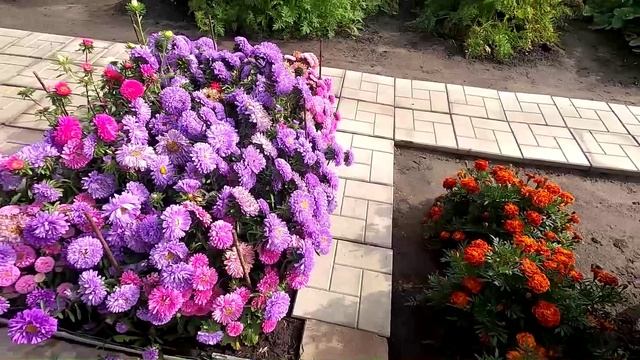 К Татьяниному дню, цветы и песни на моем огороде... смотреть онлайн