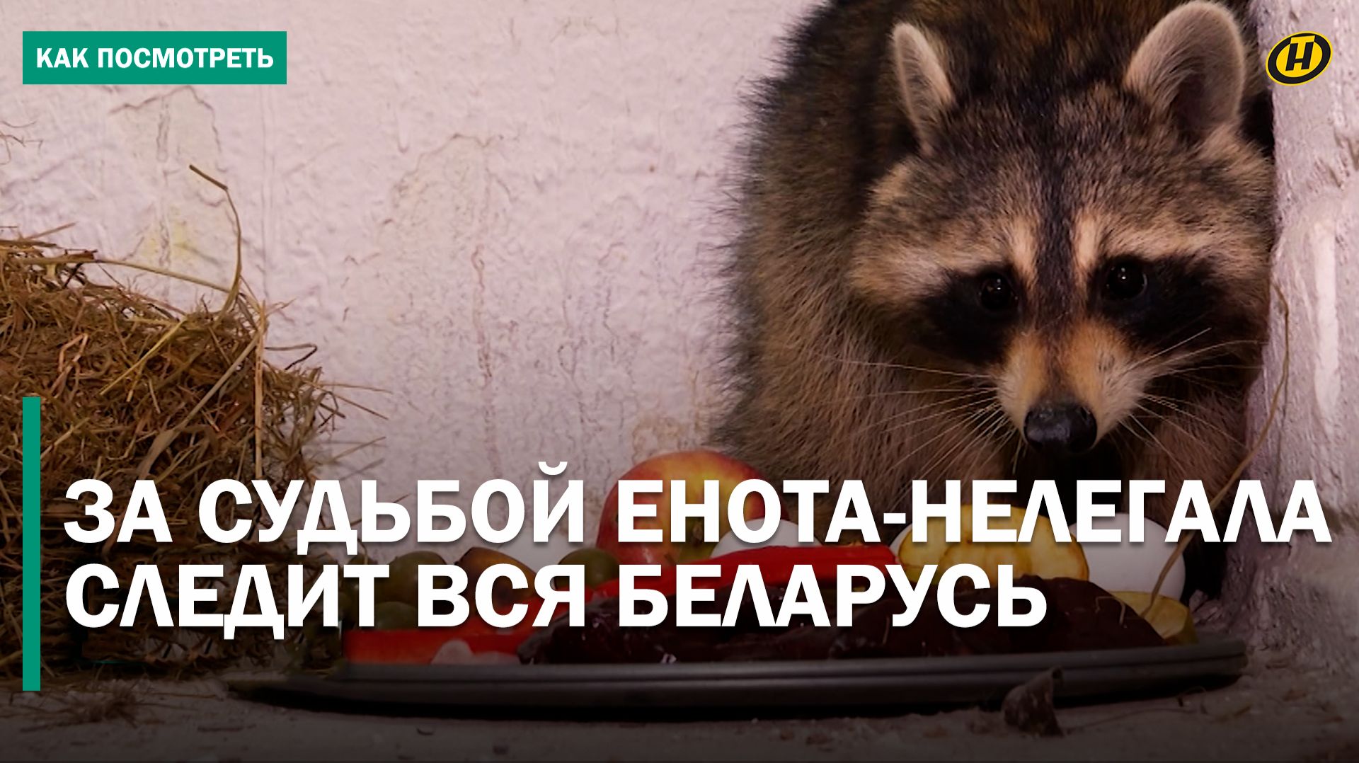 Енот из США "зайцем" попал в Беларусь. Как такое произошло, почему он выжил, что с ним будет дальше смотреть онлайн