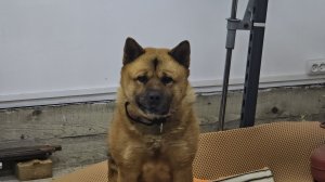 Запись стрима с ЮТ: О продвижении канала в ютубе. Тестируем вайфай в совешне. Навещаем Куба в гараже