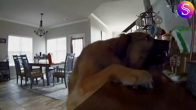 Забавные праздничные видео, снятые на камеру. Видео из интернета. смотреть онлайн