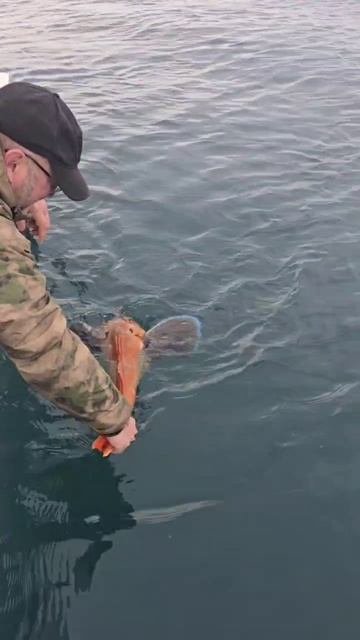 Реанимация морского петуха. смотреть онлайн