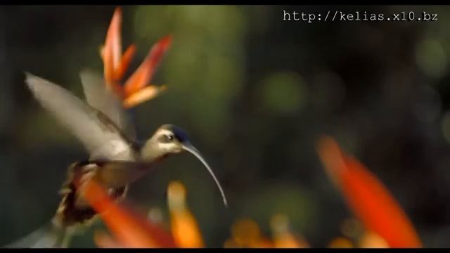 Я вхожу в святое святых. Մտել եմ Սրբության Սրբոցը. - Виктория Оганисян смотреть онлайн