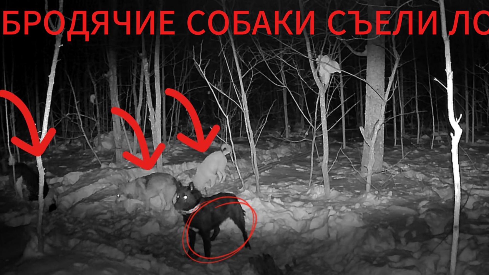 ЛОСИНЫЙ ЧЕРЕП    УСТАНОВИЛ ФОТОЛОВУШКУ БРОДЯЧИЕ СОБАКИ  ВОЛК РЯДОМ !!!