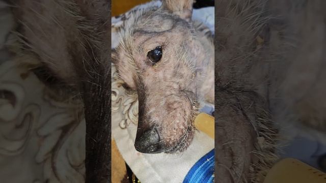 У Снежка ужин из куриных потрошков смотреть онлайн