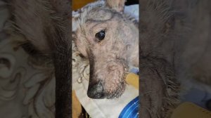 У Снежка ужин из куриных потрошков