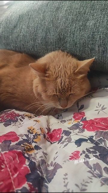 Разговор с кошкой после преступления 🌸😼 #short смотреть онлайн