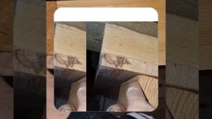 1000046952.mp4 (Собака наблюдает за устройством лестницы на 2 этаж в доме А-фрейм)