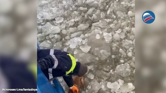 Моряки вытащили собаку из ледяной ловушки на Калининградском канале смотреть онлайн