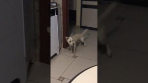 Шада не хочет одеваться