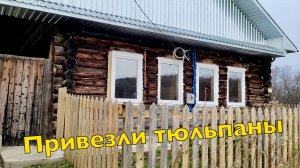 Приехали в деревню | Привезли тюльпаны | Как сажают тюльпаны | Работа в деревне | Дали воду в дом!