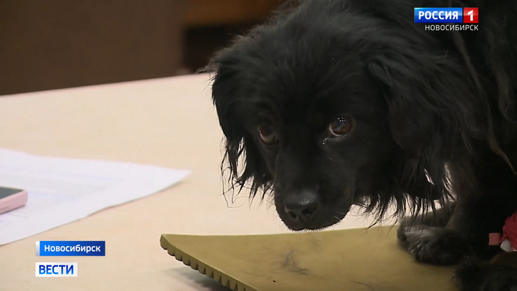 Новосибирские волонтёры открыли пункты временного обогрева собак смотреть онлайн
