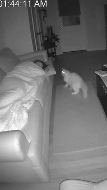 Кот видит то, чего не видим мы! смотреть онлайн