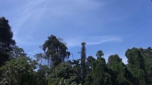 Шри Ланка. Королевский Ботанический Сад. Огромные деревья