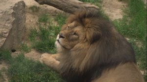 Зоопарк Ташкент. Домашнее задание по курсу Режиссёр монтажа.