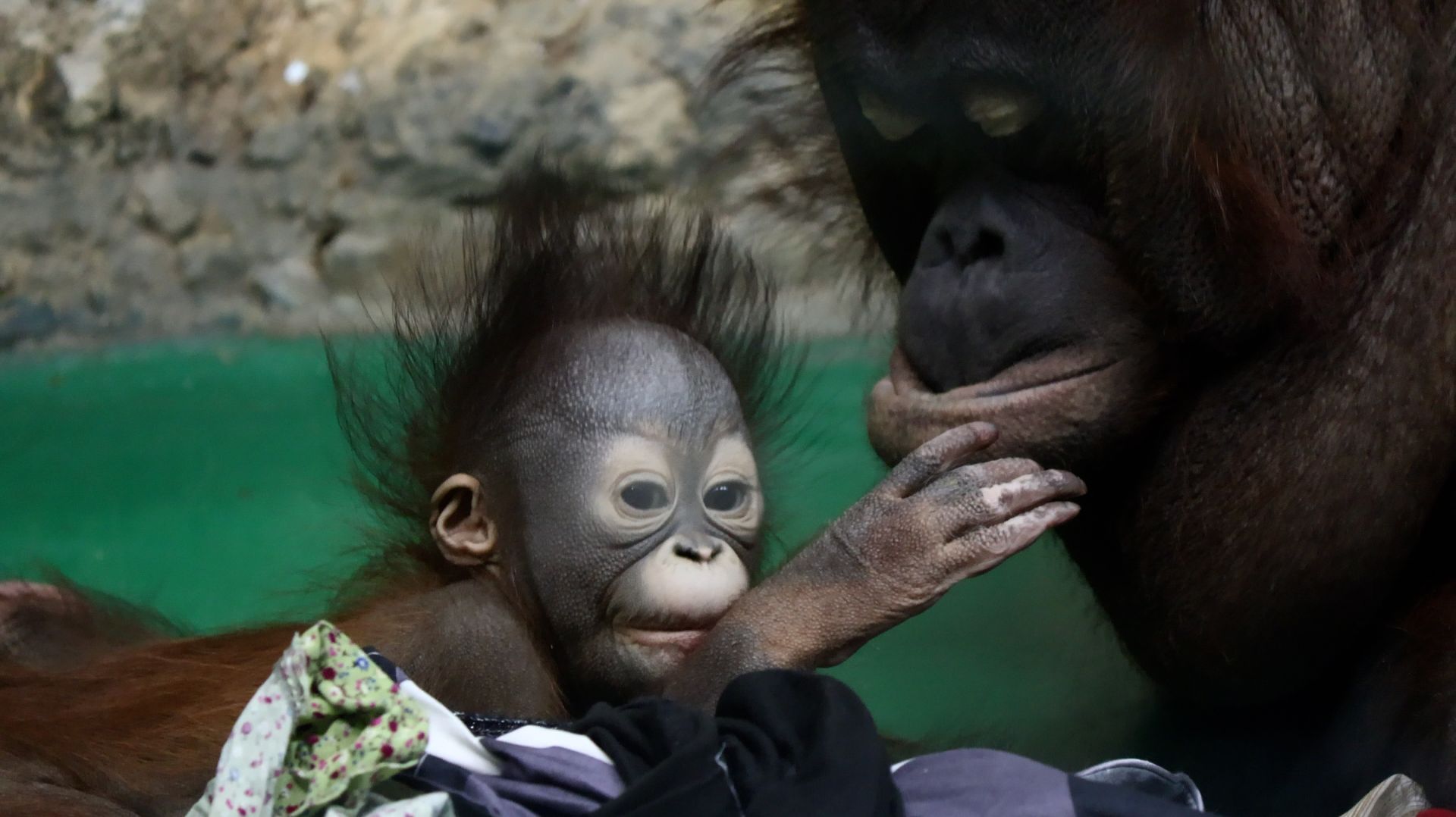 Малышка орангутанов Бушель смотреть онлайн