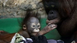 Малышка орангутанов Бушель