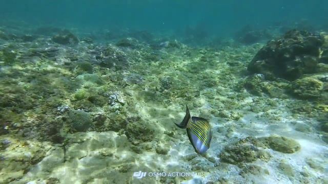 Шри-Ланка. Пляж Хиккадува. смотреть онлайн