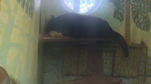 240126гпродолжение обеда Бахта и Порша серия 2доедают