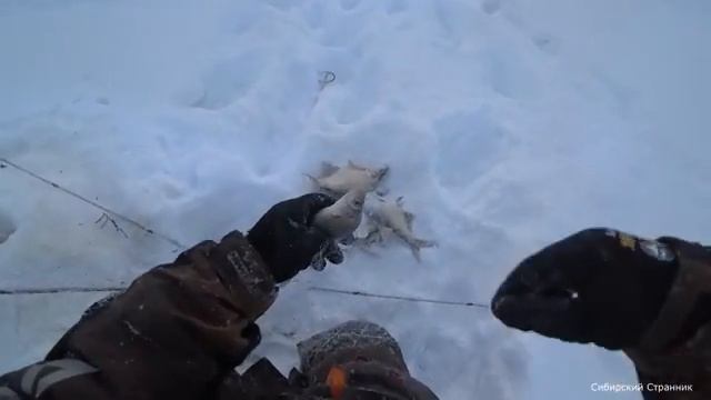 Морозы нам не помеха смотреть онлайн