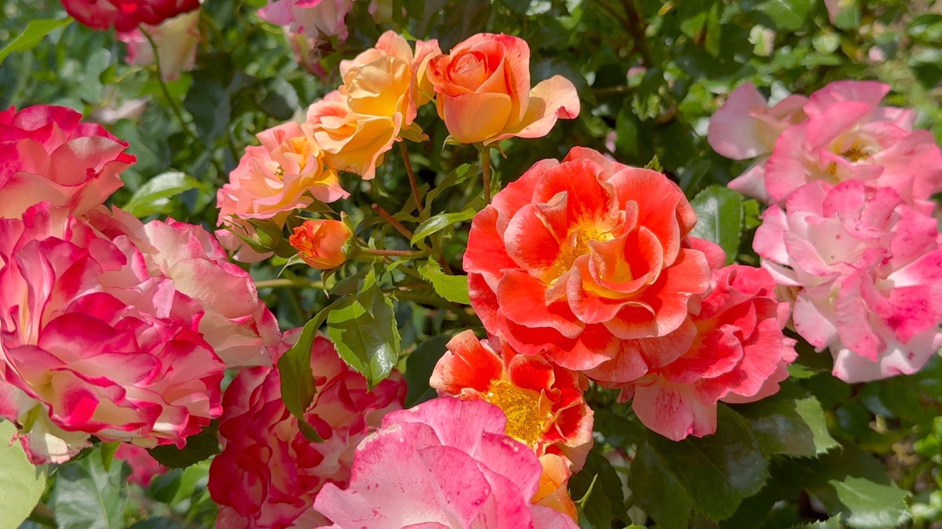 Июль в Саду 21 июля 2025 часть 7 смотреть онлайн