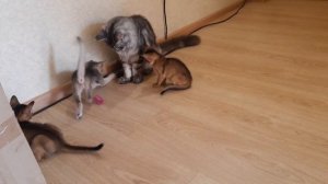 кошачий футбол