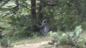 Шри Ланка. Стая красивых обезьян