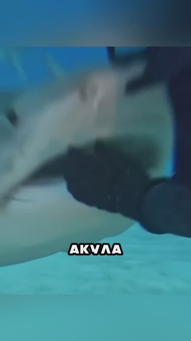 ЖЕСТЬ 🤬 ЧТО АКУЛЫ С НЕЙ СДЕЛАЛИ 😱😳 → 👤 #The_Educator смотреть онлайн