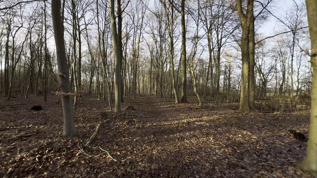 Прогулка по лесу ! Немецкая овчарка ! смотреть онлайн