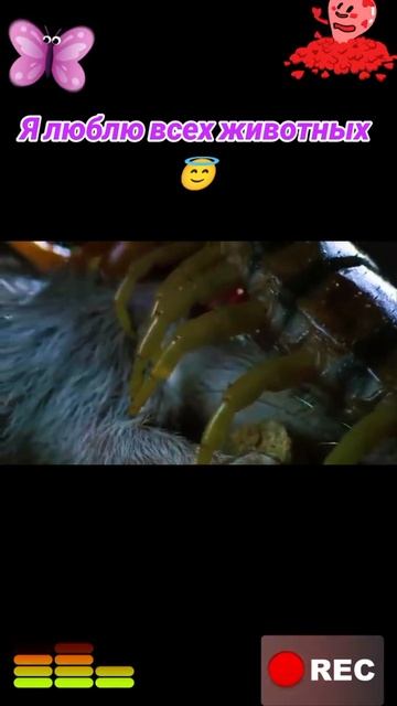 Я люблю всех животных😇 смотреть онлайн