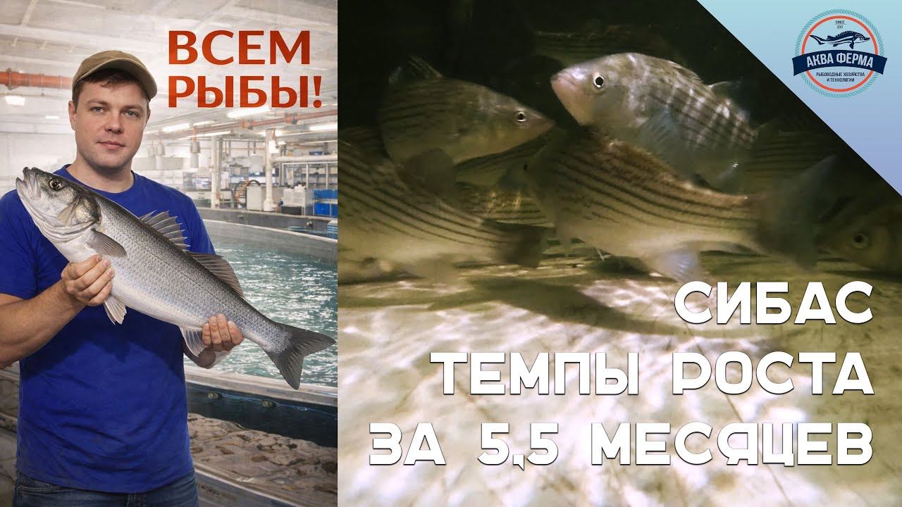 Сибас - темпы роста за 5,5 месяцев смотреть онлайн