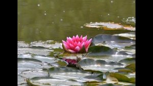 Лотос и красота