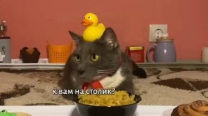 Kotiynet 4 серия 1 сезон (1 часть)