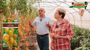 Коллекционный коктейльный сорт томата БЛАШ - неприхотлив к погодным условиям!