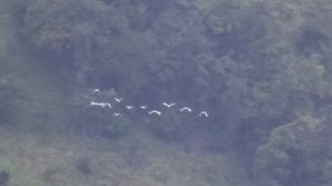 Шри Ланка. Утро в горах. Стая белых цапель