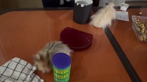 Два хомяка: Макошка и Акашка. Исследователи обеденного стола