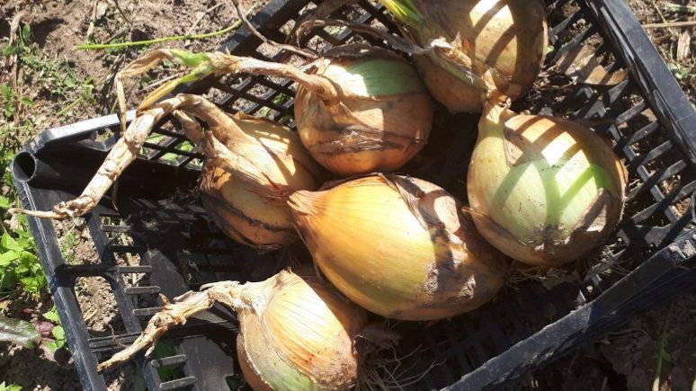 ЛУК Эксибишен - ГИГАНТ на вашей грядке. Сажаем ГИГАНТСКИЙ ЛУК сами - пошаговая инструкция смотреть онлайн