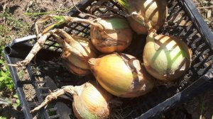 ЛУК Эксибишен - ГИГАНТ на вашей грядке. Сажаем ГИГАНТСКИЙ ЛУК сами - пошаговая инструкция